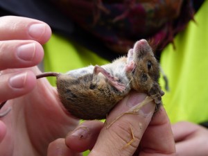 Wood Mouse
